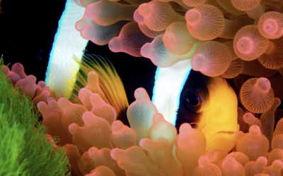 8 de juny 2026: Dia Mundial dels Oceans: protegir el mar és protegir el nostre futur
